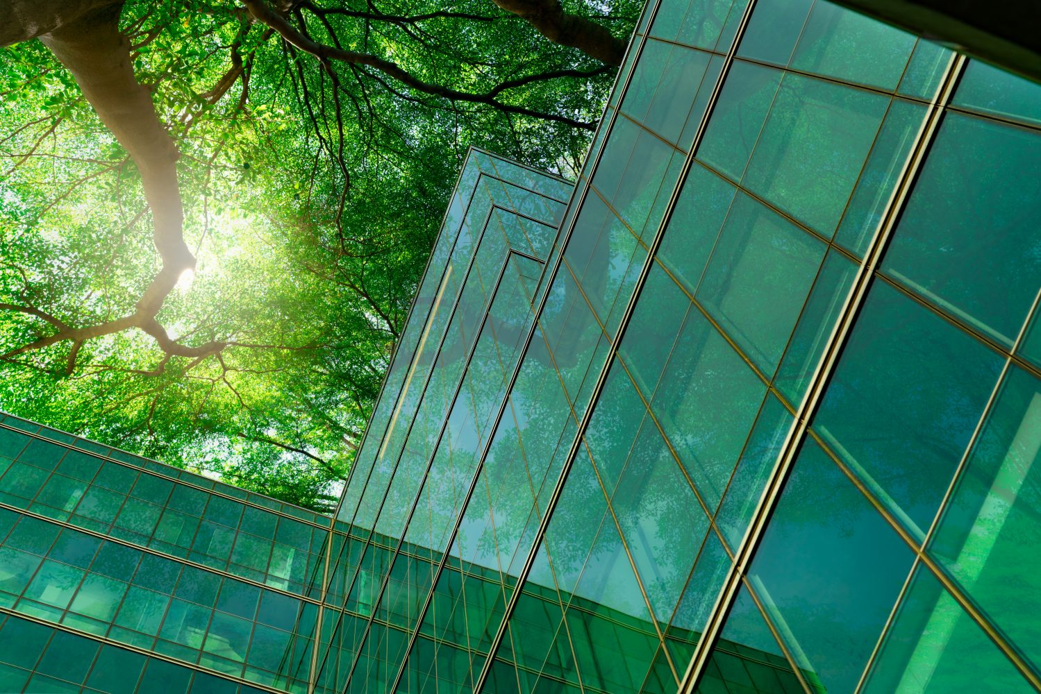 Eco-friendly building in the modern city. Green tree branches with leaves and sustainable glass building for reducing heat and carbon dioxide. Office building with green environment. Go green concept. Eco-friendly building in the modern city. Green tree branches with leaves and sustainable glass building for reducing heat and carbon dioxide. Office building with green environment. Go green concept.